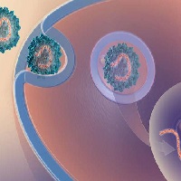 В генной терапии редкого заболевания поможет вирус