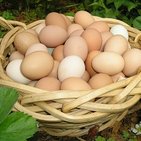Куриные яйца помогут подобрать противораковую терапию