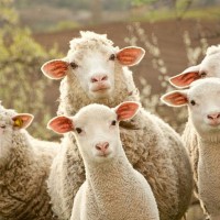 У овец нашли биомаркеры болезни Гентингтона до появления первых симптомов