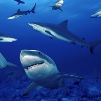 Болезнь Паркинсона можно вылечить с помощью акульего жира