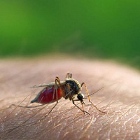 Предложен новый метод лечения малярии