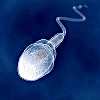 Подготовка сперматозоидов
