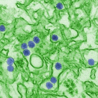 Ученые синтезировали антитело для борьбы с вирусом Зика