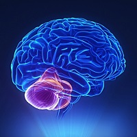 Ученые узнали, зачем мозжечку ингибирование сигналов Ученые узнали, зачем мозжечку ингибирование сигналов