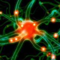 Нейробиологи смогли остановить развитие эпилепсии
