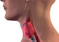 Щитовидная железа симптомы лечение тиреоидита thumbnail