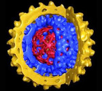 Вирусный гепатит д хорошо поддается лечению кортикостероидами thumbnail