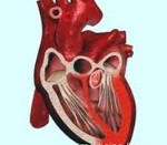 Сердечная астма или острая левожелудочковая недостаточность thumbnail