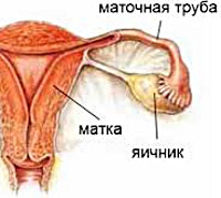 Дисфункция яичников при миоме матки thumbnail