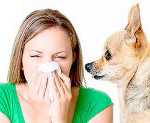 Как проявляется аллергия на животных фото thumbnail