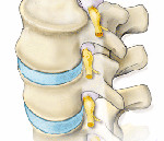 Нервные корешки нижнего отдела позвоночника thumbnail