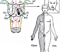 Симптомы и синдромы поражения ствола мозга и черепных нервов thumbnail