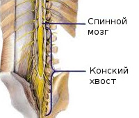 Синдром конского хвоста у человека симптомы thumbnail