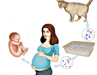 Что значит носитель токсоплазмоза при беременности thumbnail