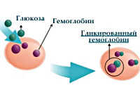 Сдать кровь на гликозилированный гемоглобин