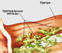 Воспаление парауретральной железы у женщин лечение thumbnail