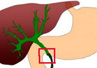 Синдром холестаза в биохимическом анализе крови характеризуется thumbnail
