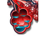 Этиология кардиогенного отека легких thumbnail