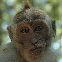 Многие млекопитающие восприимчивы к SARS-CoV-2 Многие млекопитающие восприимчивы к SARS-CoV-2