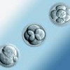 Донорский эмбрион