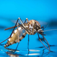 Белок малярийных комаров защищает их от инсектицидов