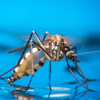 Белок малярийных комаров защищает их от инсектицидов Белок малярийных комаров защищает их от инсектицидов