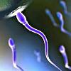 Подготовка спермы к оплодотворению