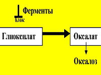 Оксалурия что это такое у детей прогноз. Смотреть фото Оксалурия что это такое у детей прогноз. Смотреть картинку Оксалурия что это такое у детей прогноз. Картинка про Оксалурия что это такое у детей прогноз. Фото Оксалурия что это такое у детей прогноз