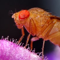 Диета плодовой мушки что это. Смотреть фото Диета плодовой мушки что это. Смотреть картинку Диета плодовой мушки что это. Картинка про Диета плодовой мушки что это. Фото Диета плодовой мушки что это