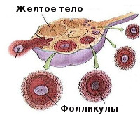 Персистенция фолликула и климакс thumbnail