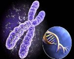 Наследственная афибриногенемия Наследственная афибриногенемия