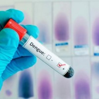 Ученые разобрались в механизмах лихорадки Денге Ученые разобрались в механизмах лихорадки Денге