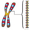 PGD хромосомных аномалий