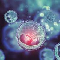 Метод оценки эмбрионов для ЭКО требует пересмотра