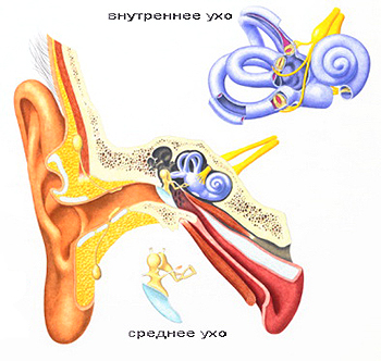 Строение уха