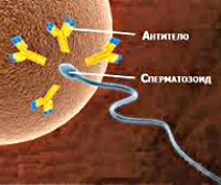 Иммунологическое бесплодие
