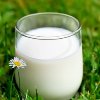 Употребление молока связано с развитием рака груди