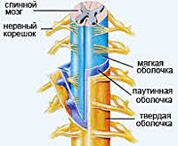 Доклад по теме Арахноидит