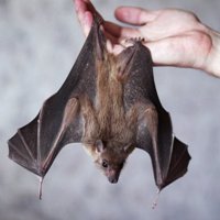 Коронавирус: человечество само выпустило джинна из бутылки Коронавирус: человечество само выпустило джинна из бутылки
