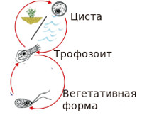 Доклад: Содоку