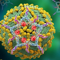 Создан новый тест для обнаружения вируса Денге в крови