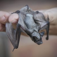 Филовирусы передаются человеку от животных Филовирусы передаются человеку от животных