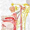 Микроваскулярная декомпрессия языкоглоточного-блуждающего нервов