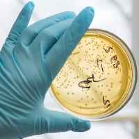 Найдена бактерия, повышающая эффективность трансплантации фекальной микробиоты