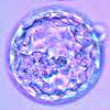 ЭКО с донорским эмбрионом